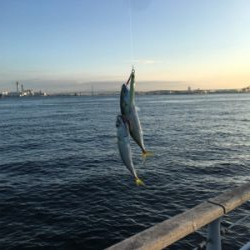 朝イチ小鯖祭り。。少しだけ中サバ。