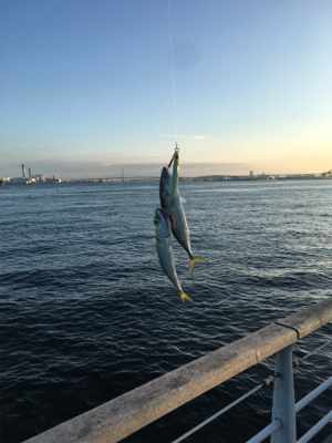 朝イチ小鯖祭り。。少しだけ中サバ。