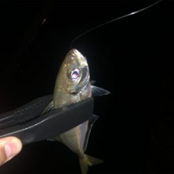 ボトムアジング