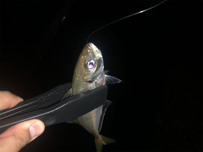 ボトムアジング