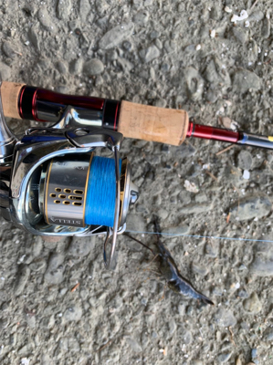 ハゼと手長エビ