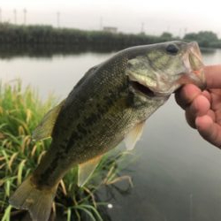 琵琶湖デビュー