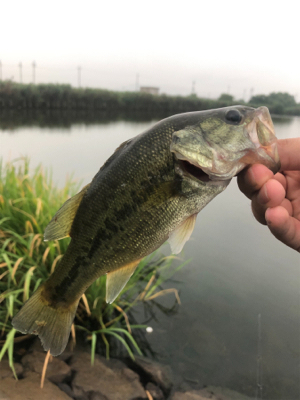 琵琶湖デビュー