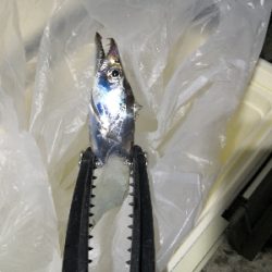 ワインドはワンチャンス