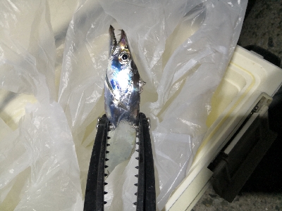 ワインドはワンチャンス