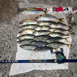 アジ・サバ祭り