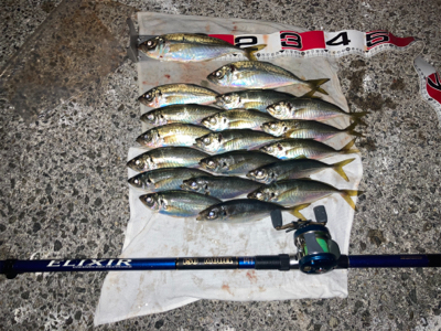 アジ・サバ祭り