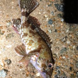 サーフガッシー