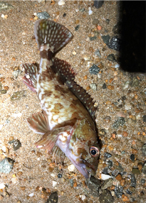 サーフガッシー