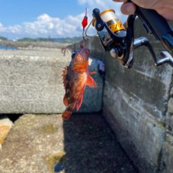 深日港(穴釣り)