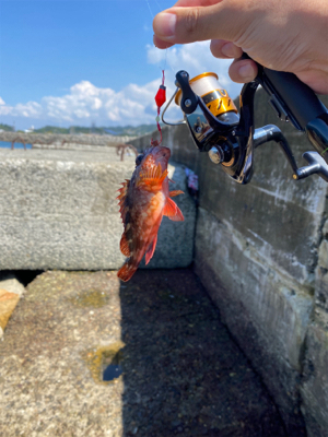 深日港(穴釣り)