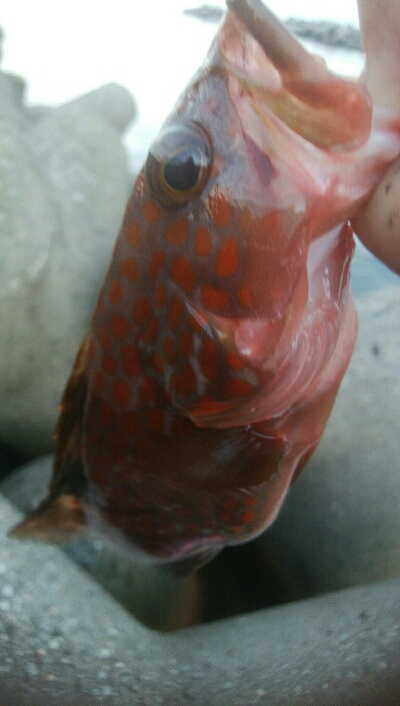 アオリイカ3杯！カマス8匹！キジハタ4匹！…