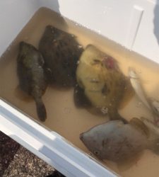 毎投当たりあり!沖の北 カワハギ爆釣果