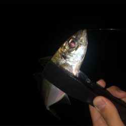 アジング好調キープ