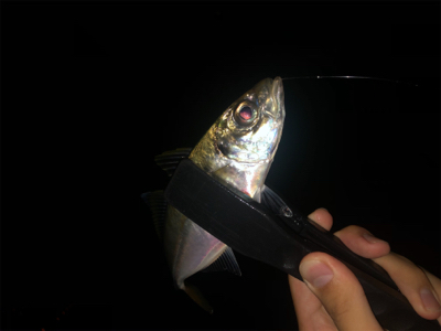 アジング好調キープ