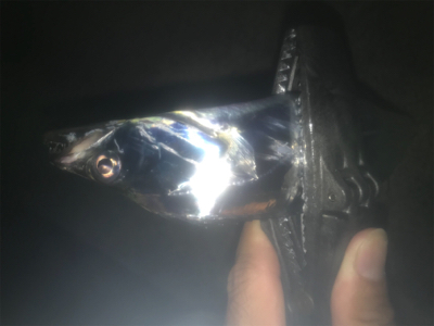 タチウオ大爆釣！2020ライトゲーム第24…