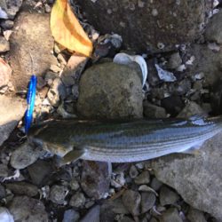 ハゼ がダメだったので、ボラに遊んでもらいました。