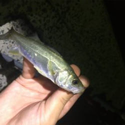 アジングで4魚種!