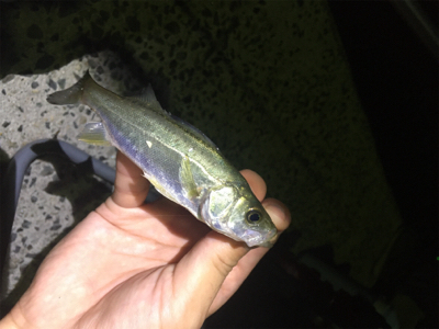 アジングで4魚種!