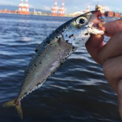 鯖祭らず。。小鯖のみ。。。