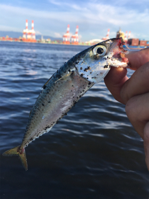 鯖祭らず。。小鯖のみ。。。