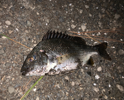 マイクロチニング