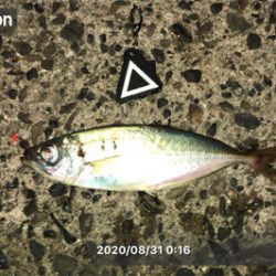 小アジ入れ食い