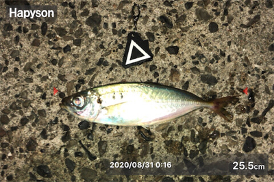 小アジ入れ食い