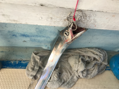 テンヤとジギング