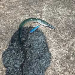 今シーズン初タチウオ