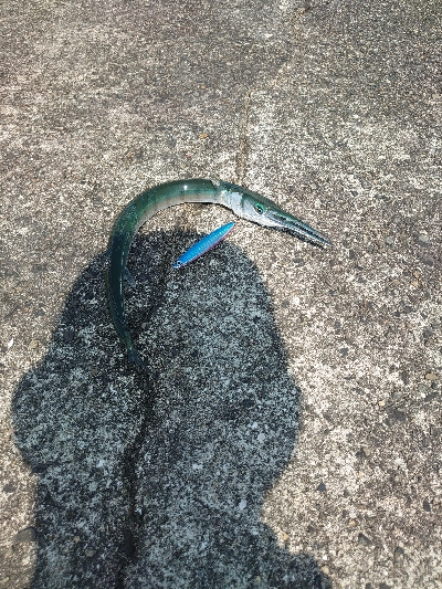 今シーズン初タチウオ