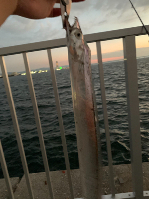 タチウオの噂を聞いて