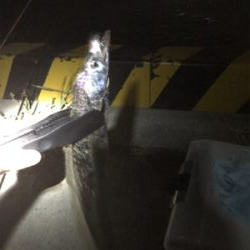 水軒鉄鋼団地にてタチウオ