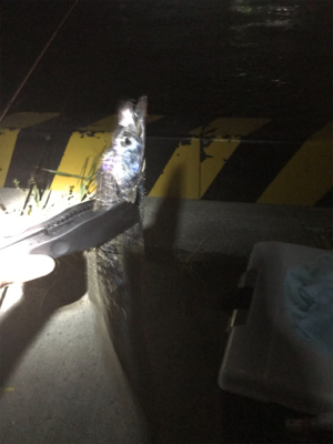 水軒鉄鋼団地にてタチウオ