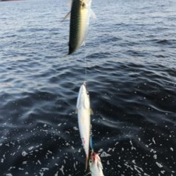 コスモスクエア釣果