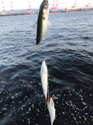 コスモスクエア釣果