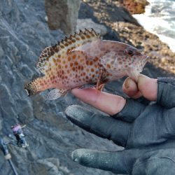 久しぶりの磯釣り(^_^)