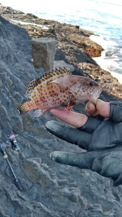 久しぶりの磯釣り(^_^)
