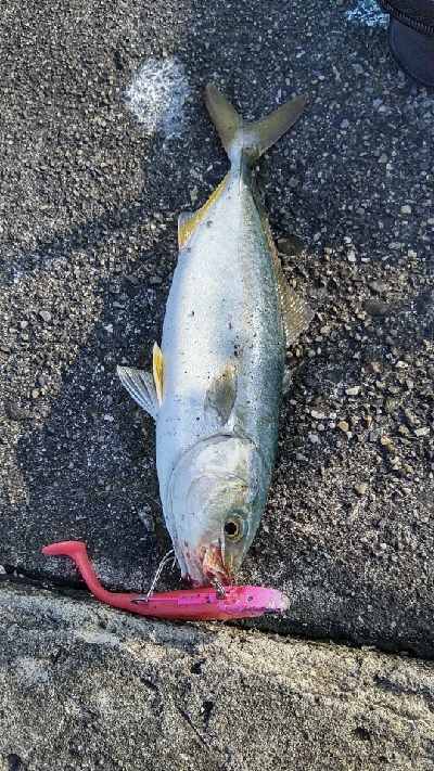 初タチウオ行ってきた。