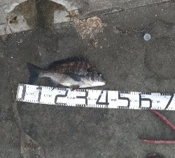 8/1釣果ツバス大漁尺アジチヌバリグレヘダイ