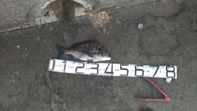 8/1釣果ツバス大漁尺アジチヌバリグレヘダイ