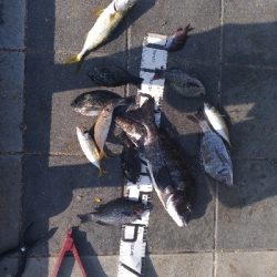 8/9釣果チヌグレデカアジ