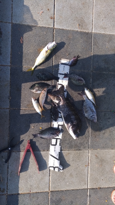 8/9釣果チヌグレデカアジ