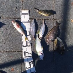 8/15釣果☆花火大会☆バリアジツバス