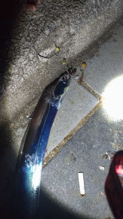 8/30釣果タチウオチヌデカアジメバル