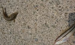 夕マズメに何とか良型キス!キスダービー久々のエントリー!