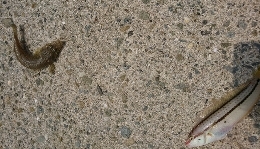 夕マズメに何とか良型キス!キスダービー久々のエントリー!