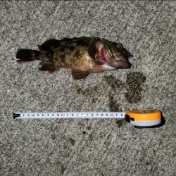 根魚楽しいヽ(・∀・)ノ!