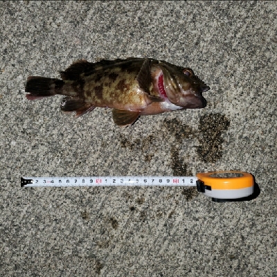 根魚楽しいヽ(・∀・)ノ!