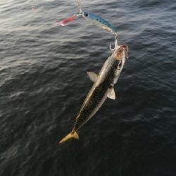 サバとえんぴつサヨリ